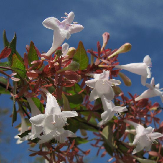 Abélia à grandes fleurs pot de 2l/3l