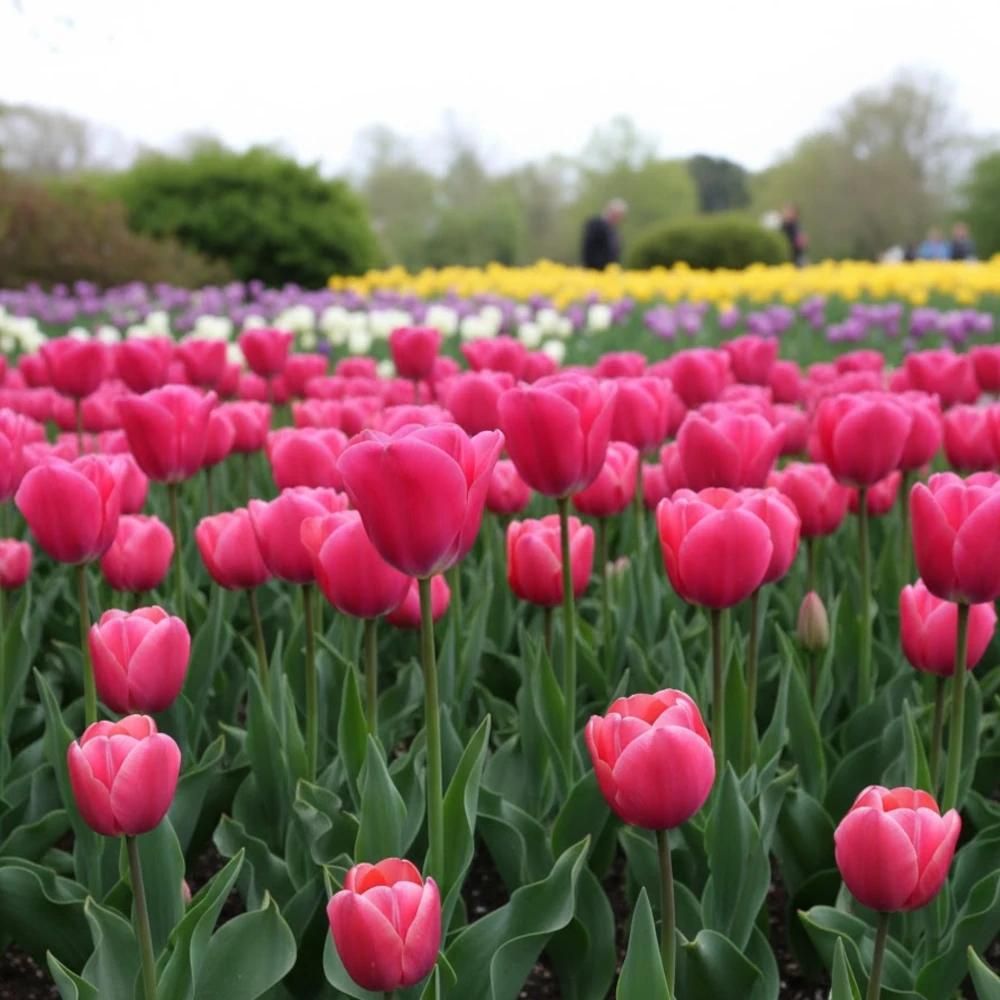 Bulbe de tulipe triomphe carola sachet de 10 bulbes