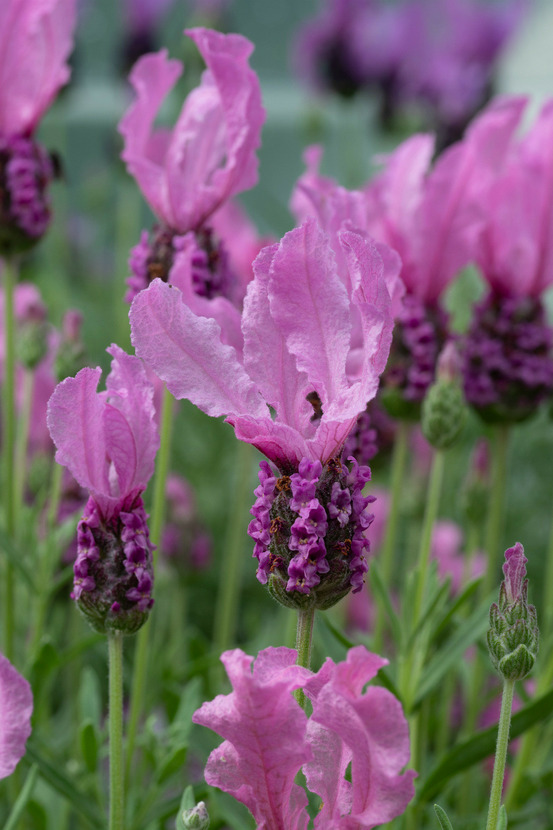 Lavande 'pink' - en pot de 3 litres