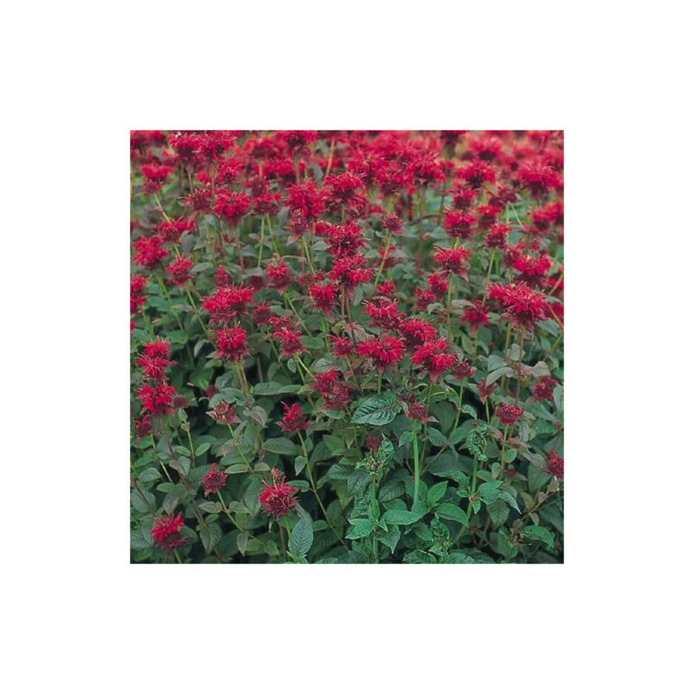 Monarde panorama godet - 5/20 cm