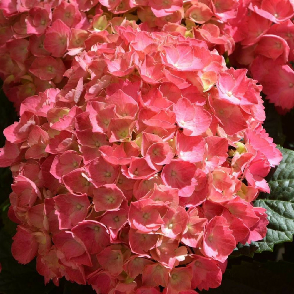 Hortensia rouge, hydrangea macrophylla pot de 7,5l - 40/60 cm