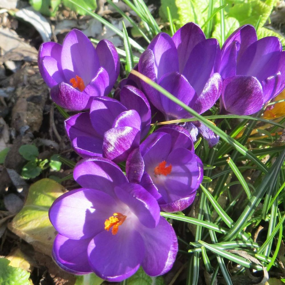 Crocus tommasinianus 'ruby giant' bulbe calibre 6+ (par 30)