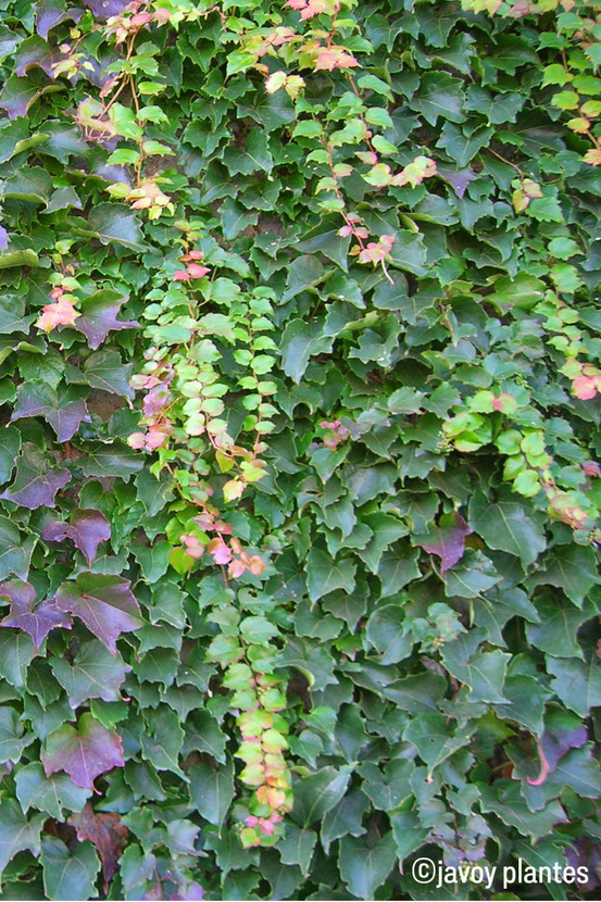 Vigne vierge 'robusta' - en pot de 3 litres