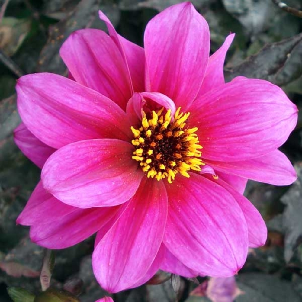 Dahlia gpe nains simples 'excentrique' bulbe calibre i