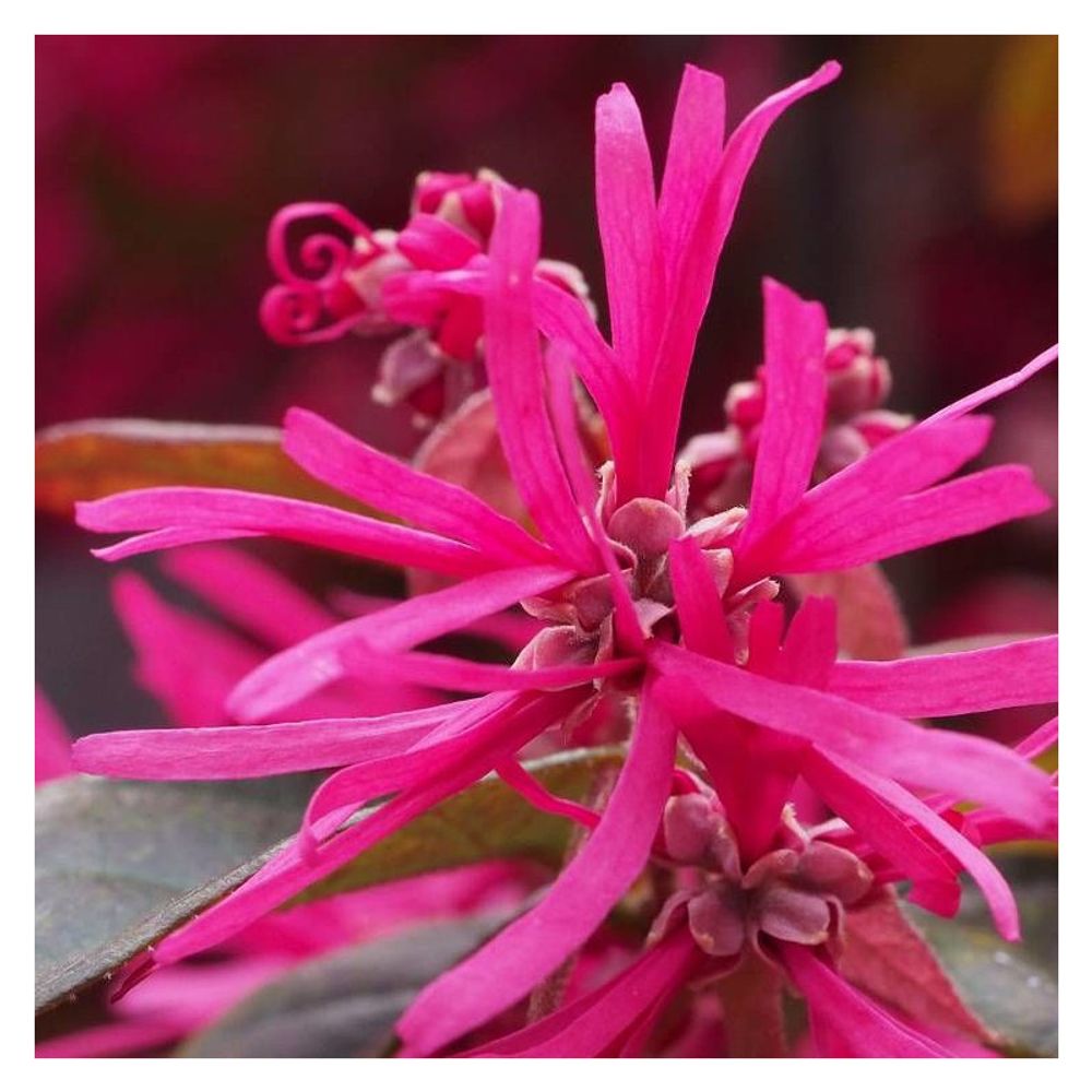 Loropetalum pipa's red, loropétale pot de 3l - 20/40 cm