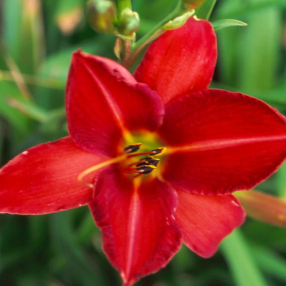 Hémérocalle chicago rosy lot de 9 godets