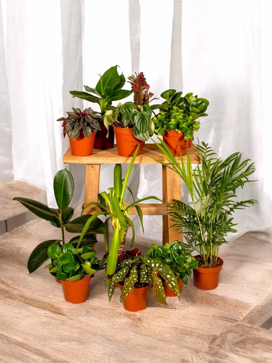 Lot de 12 - box - 10 plantes d'intérieur dépolluantes 30cm - plante d'intérieur