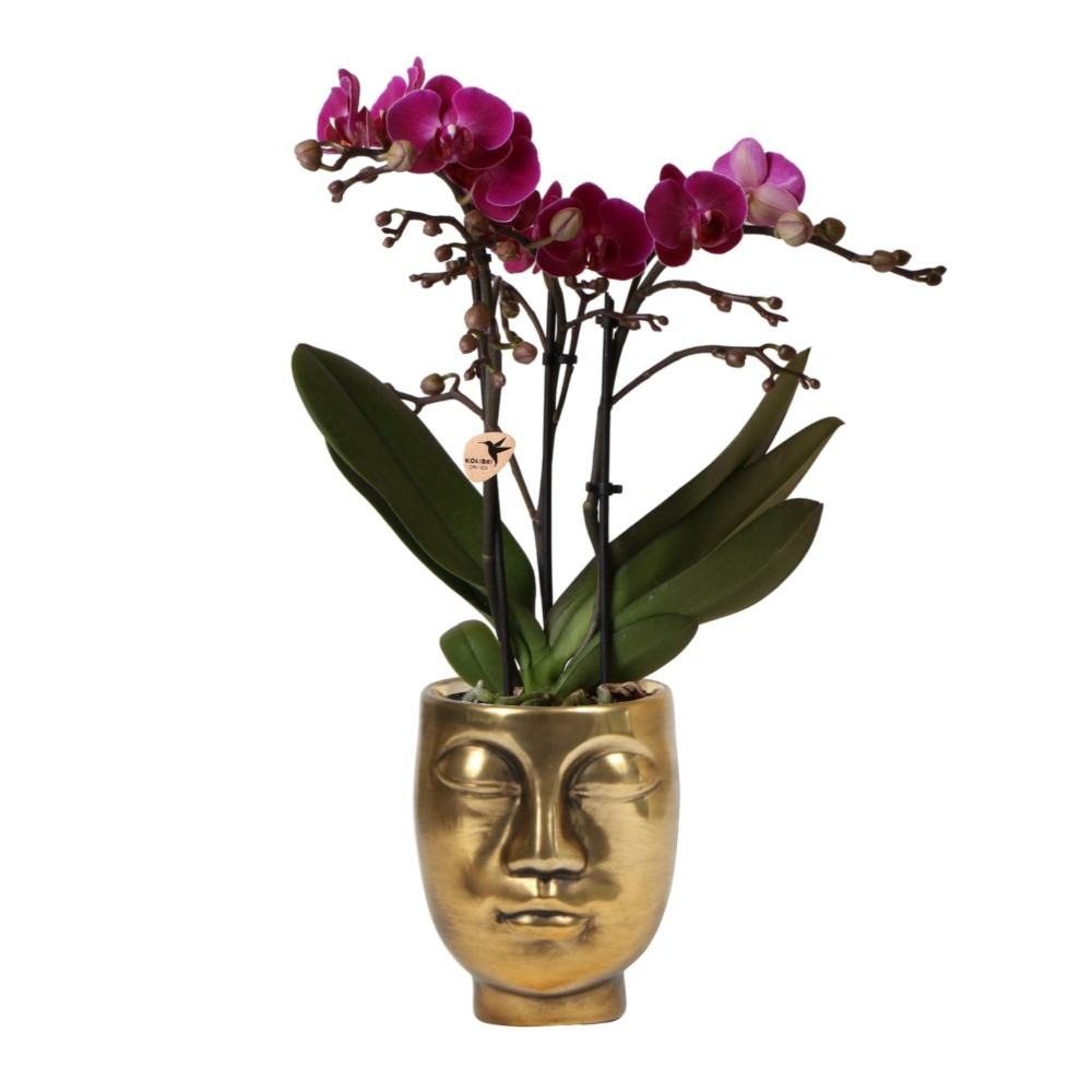 Orchidée pourpre et son cache-pot couleur or - plante d'intérieur fleurie 35cm - plante d'intérieur