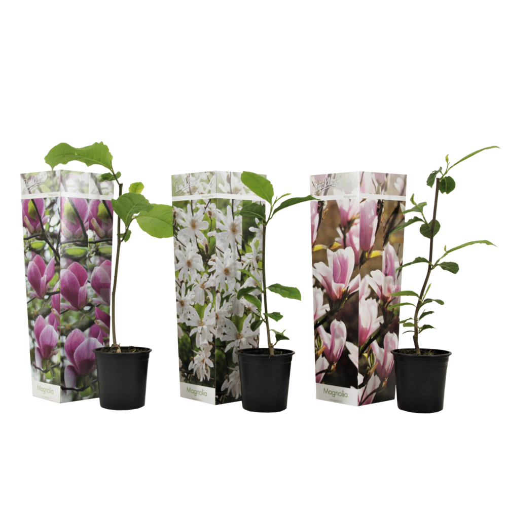 Arbre à tulipes - set de 3 - magnolia - hauteur 25-40cm - ⌀9cm