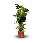 Monstera deliciosa - plante trouée avec tuteur - purificateur d'air - ↕ 80-90 cm - ⌀ 19 cm - plante d'intérieur