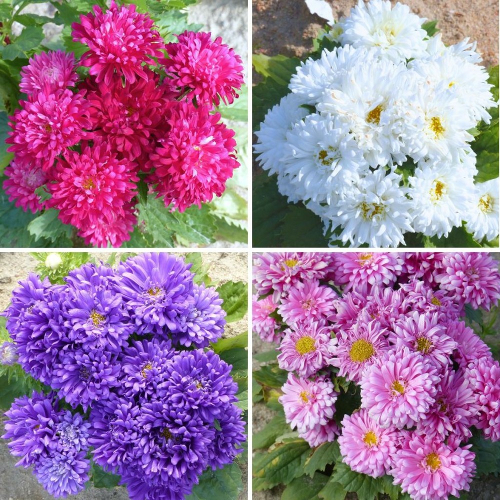 Reine-marguerite 'kleurentapijt' le sachet de 400 graines environ (1g)