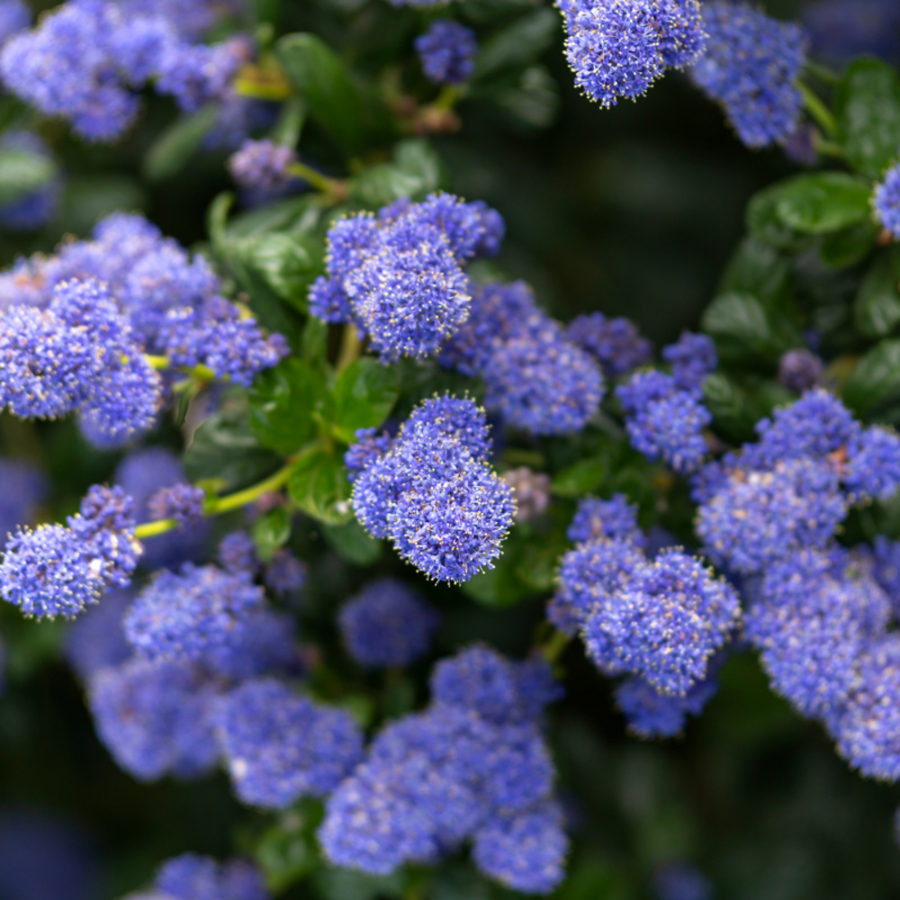 Céanothe rampant thyrsiflorus - ceanothus rampant thyrsiflorus 20 cm pot 3l