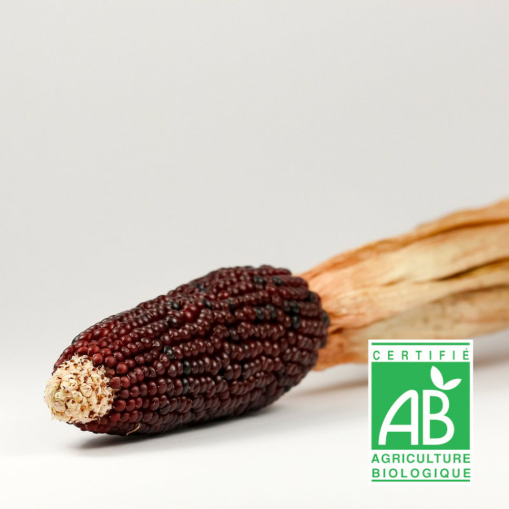 Graines de maïs fraise - sans traitement sachet