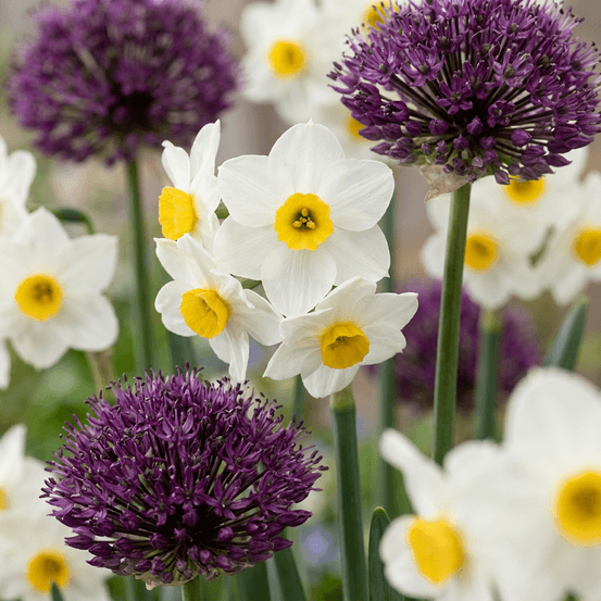 Mélange de bulbes pour jardin sec - floraison estivale - calibre 10/12 - 35 bulbes