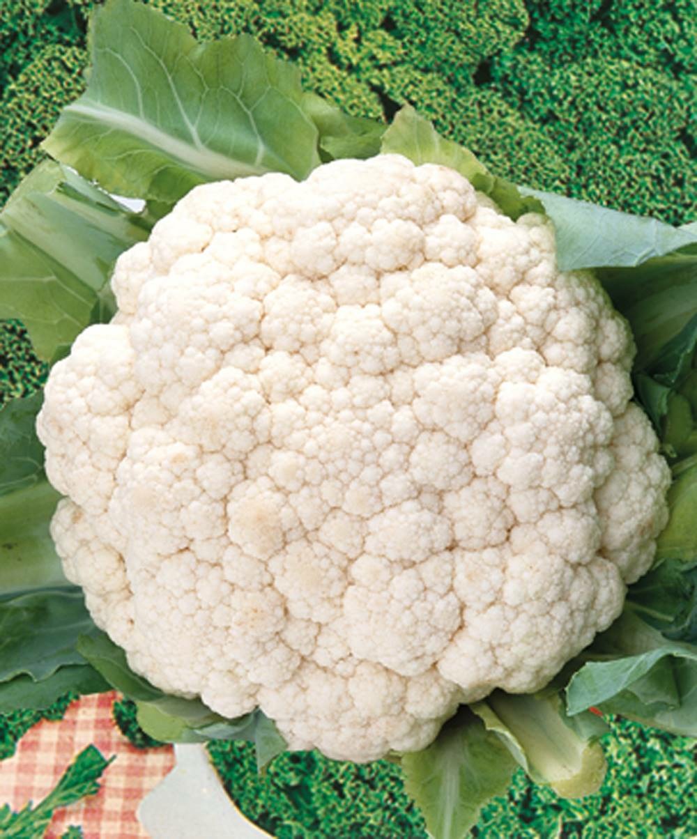 Chou fleur chambord hf1 - 75 graines