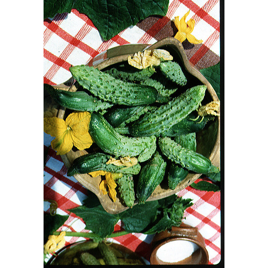 Cornichon 'fin de meaux' le sachet de 90 graines environ (3g)