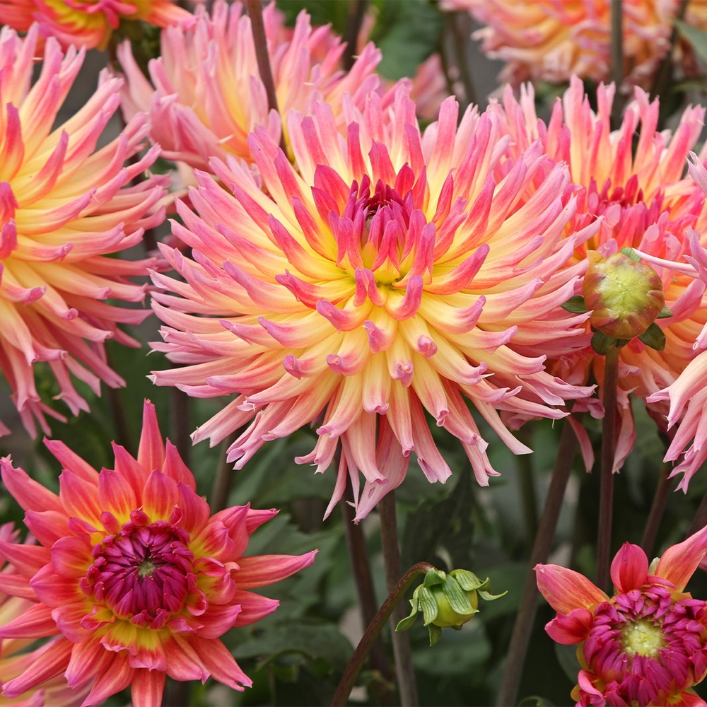 Dahlia cactus 'karma sangria' bulbe calibre i