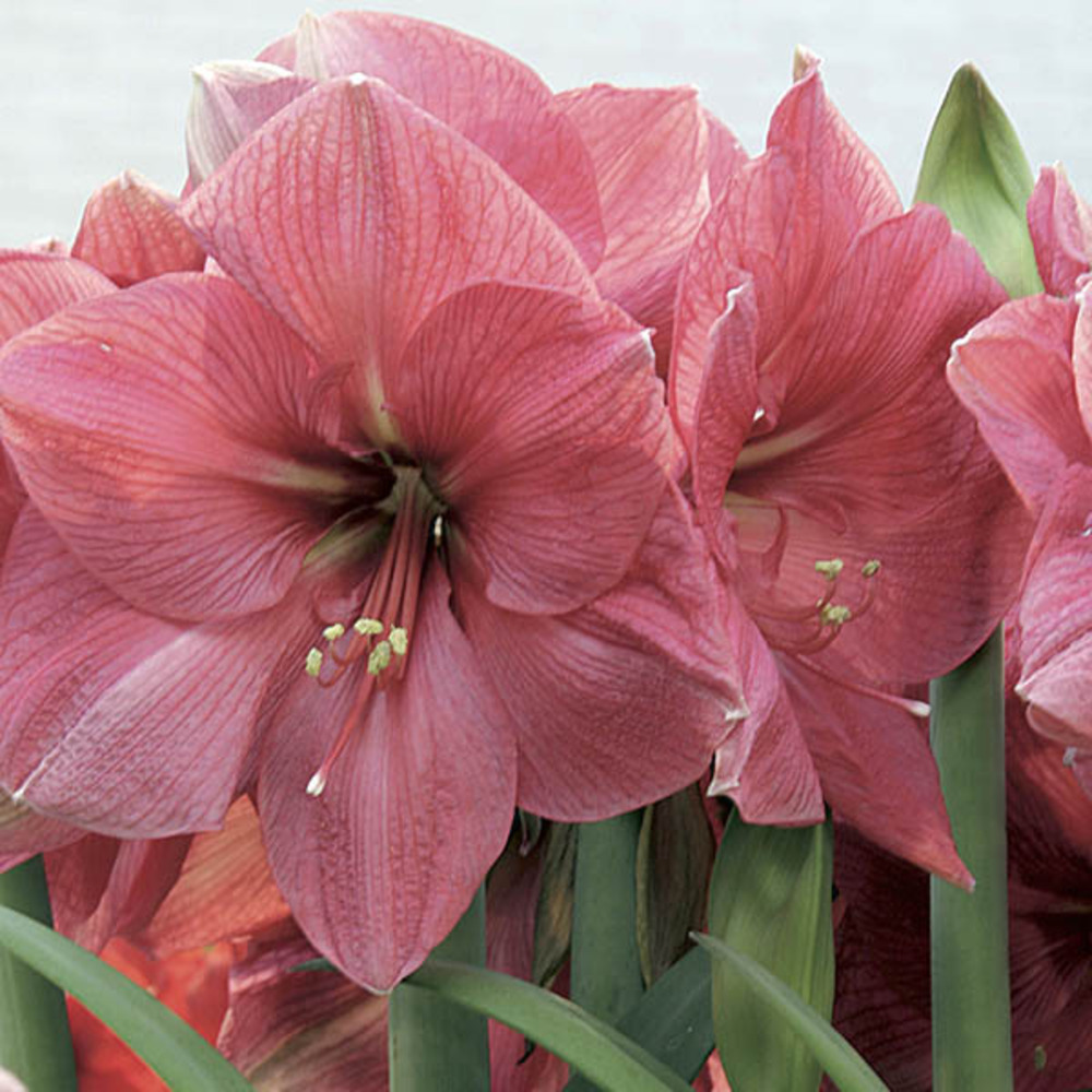 Amaryllis belladonne 'hercules' bulbe calibre 28+, extra