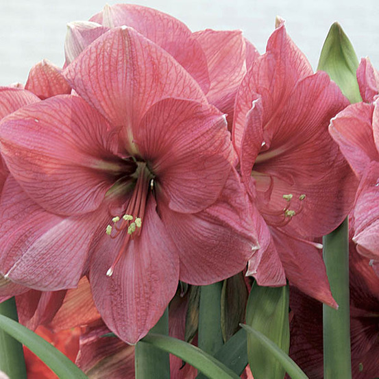 Amaryllis belladonne 'hercules' bulbe calibre 28+, extra