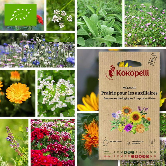 Mélange prairie pour les auxiliaires- graines bio à semer