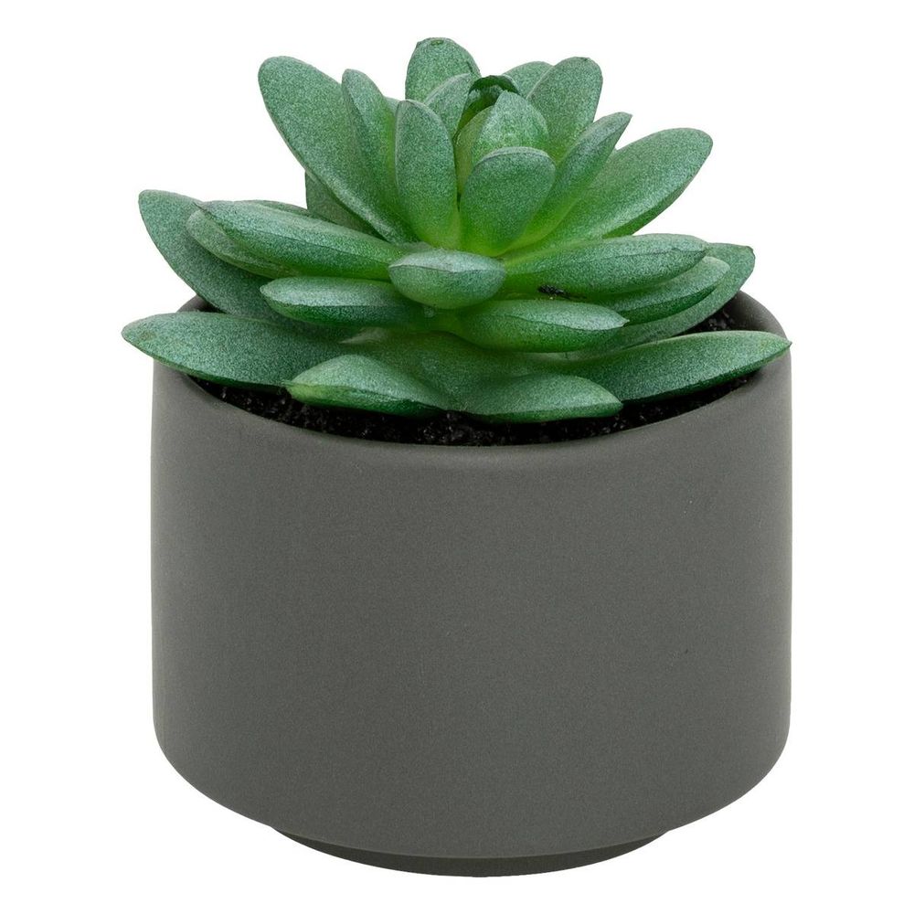 Plante grasse en pot h13