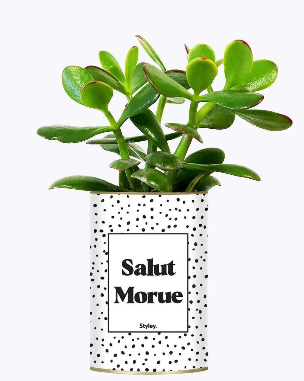 Plante facile à entretenir - salut morue - cactus