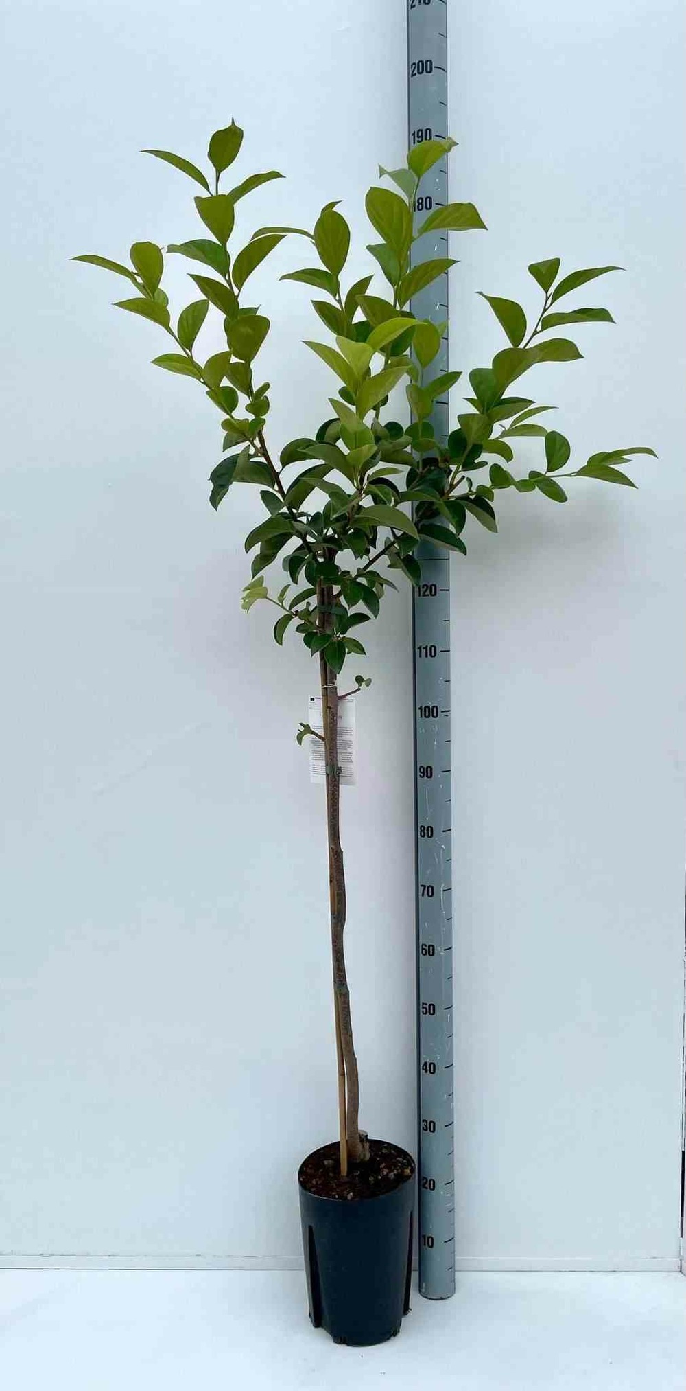 Diospyros kaki var.fuyu ou kaki pomme (plaqueminier fruit délicieux et non astringent)) pot de 3 litres - 80/100 cm