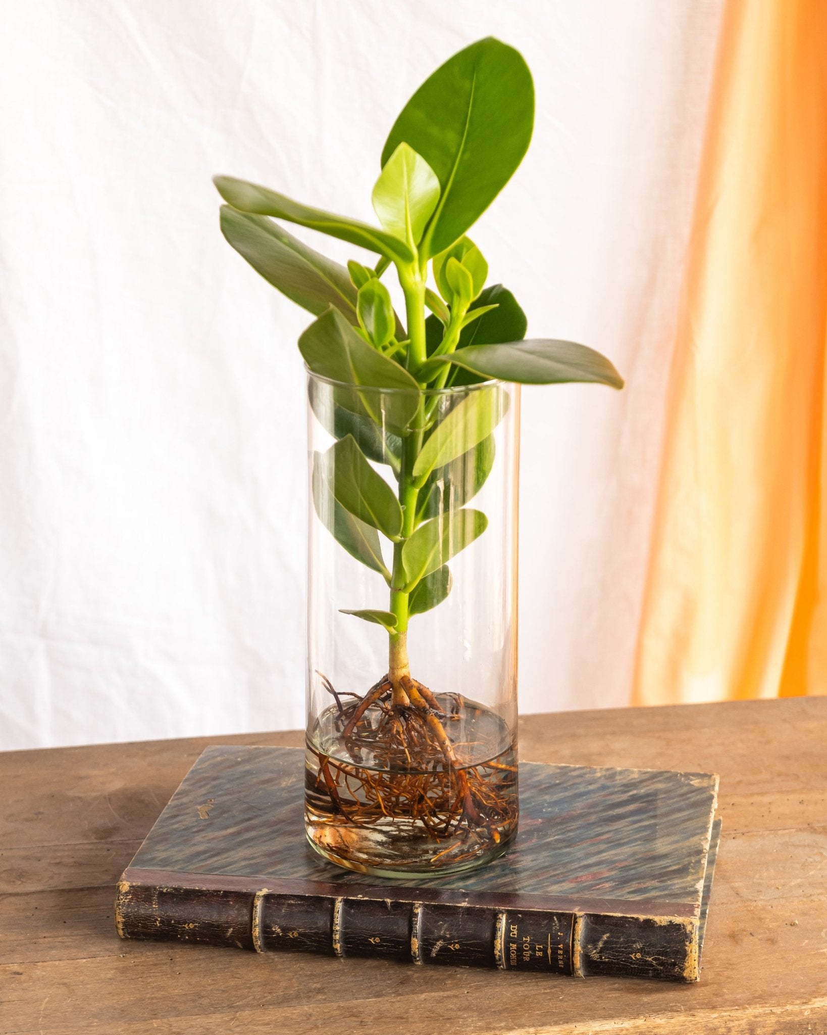 Plante d'intérieur - clusia en hydroculture dans son vase tube en verre 30.0cm