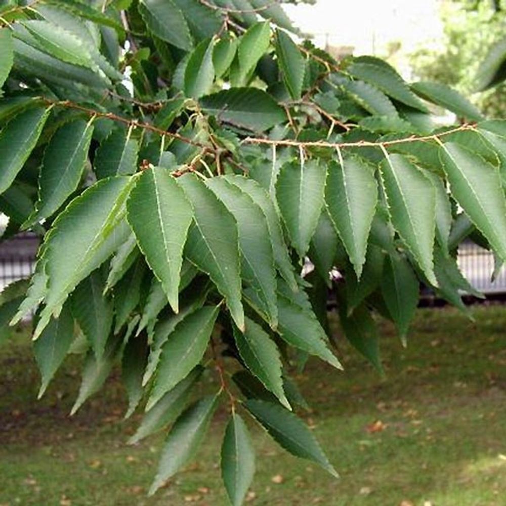 Orme de sibérie pot de 3l/4l