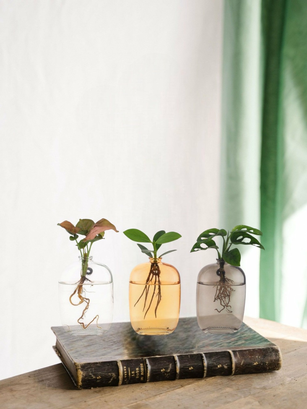 Trio de plantes en hydrocultre