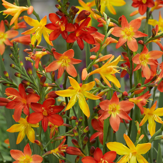 30 crocosmias en mélange - le sachet de 30 bulbes / circonférence 6-7cm, vendu par lot de 2
