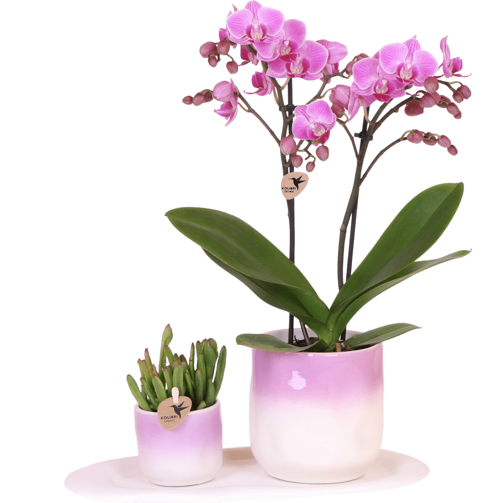 Orchidée phalaenopsis 'andorra' rose (phalaenopsis) - coffret avec succulente + cache-pots décoratifs - plantes d'intérieur