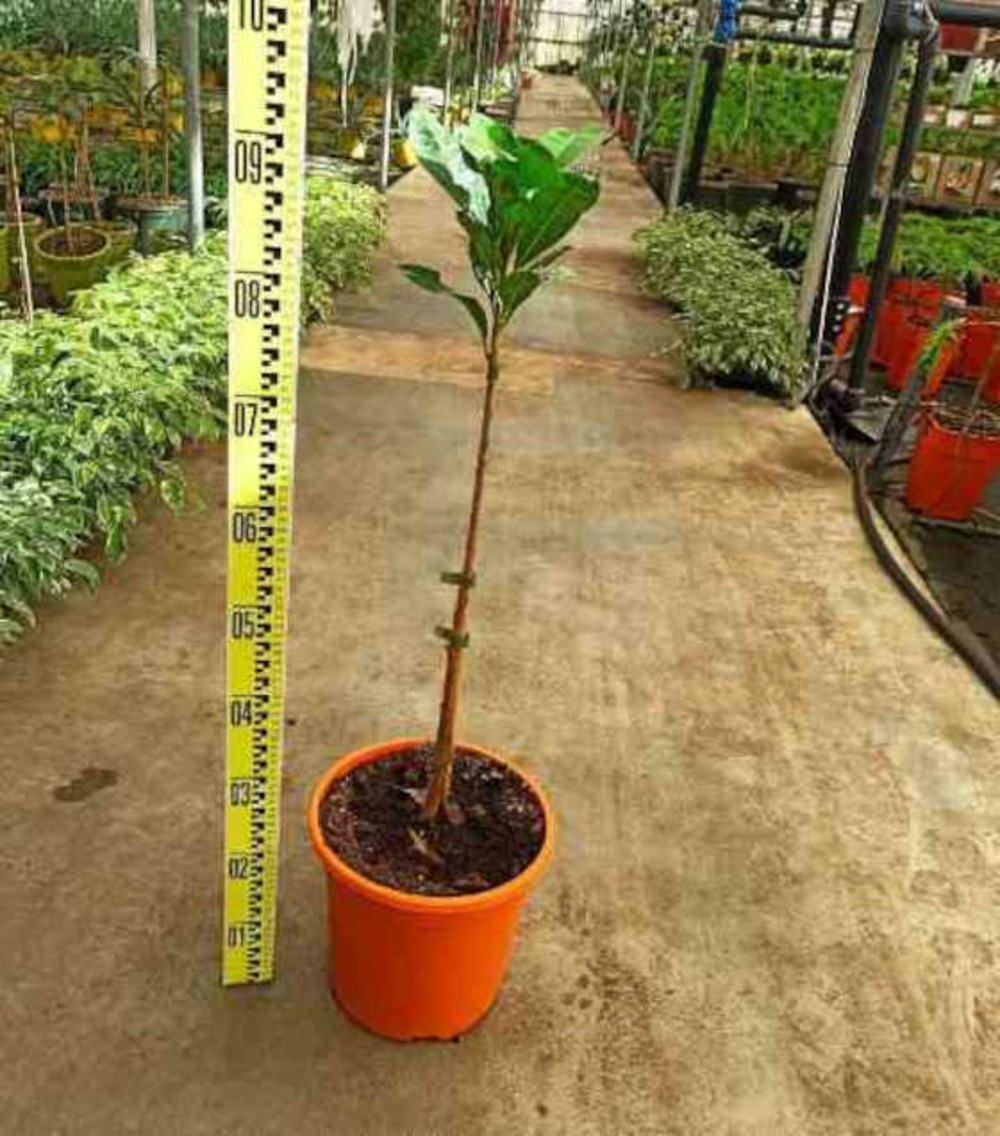 Pouteria obovata (lucuma, lucumo, fruit-oeuf) pot de 9 litres - 80/100 cm