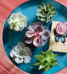 echeveria plantes vertes 