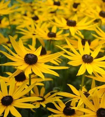 variétées echinacea et rudbeckia