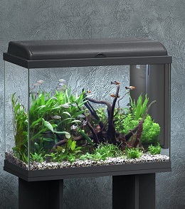 éclairer aquarium
