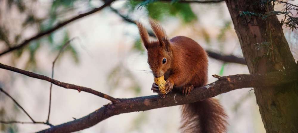 Un écureuil lutte pour sauver ses réserves de nourriture pour l