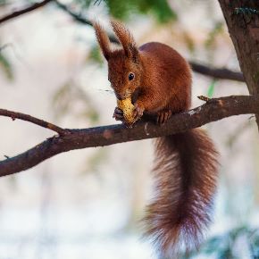 écureuil roux des jardins