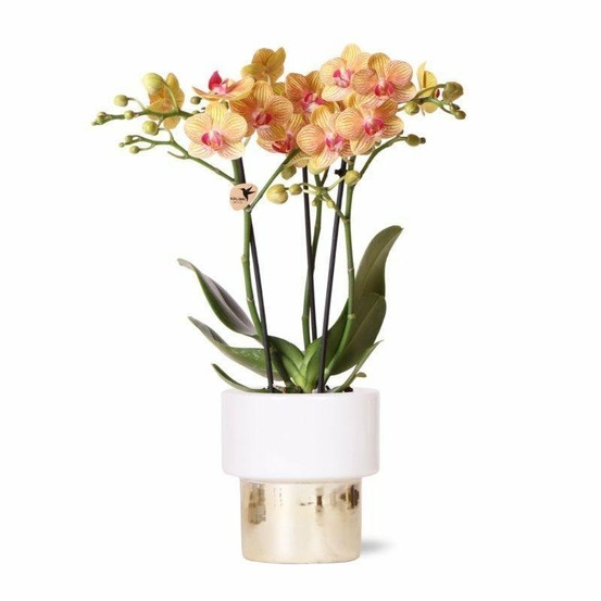 Orchidée jamaica et son pot blanc doré - hauteur 35cm