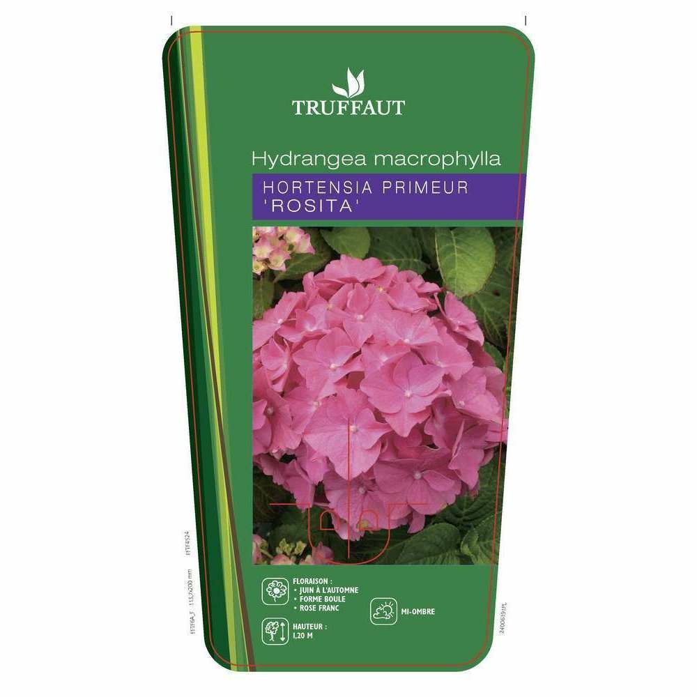 Hydrangea macrophylla 'rosita primeur : ctr 5 litres (rose)