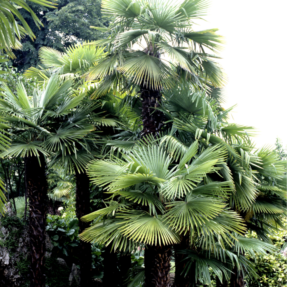 Palmier chanvre trachycarpus fortunei 25cm pot 15l