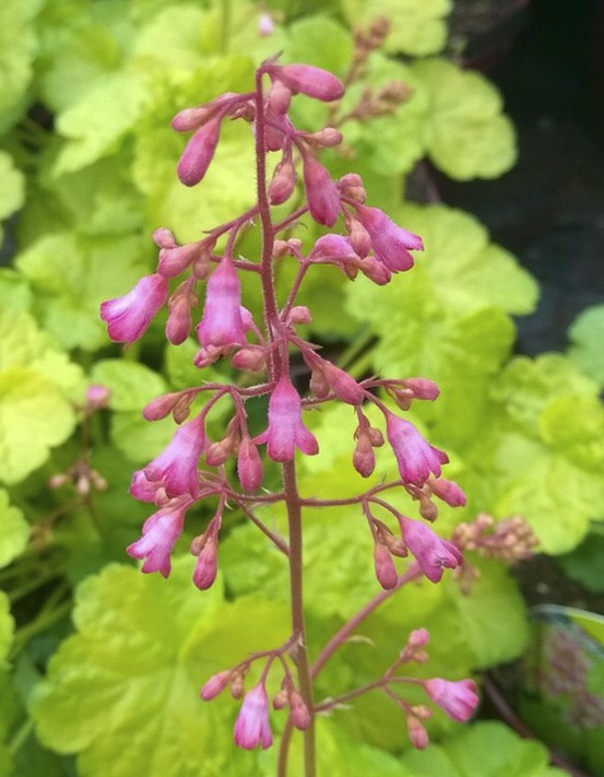 Heuchère 'little cuties sweet tart' godet de 8/9 cm