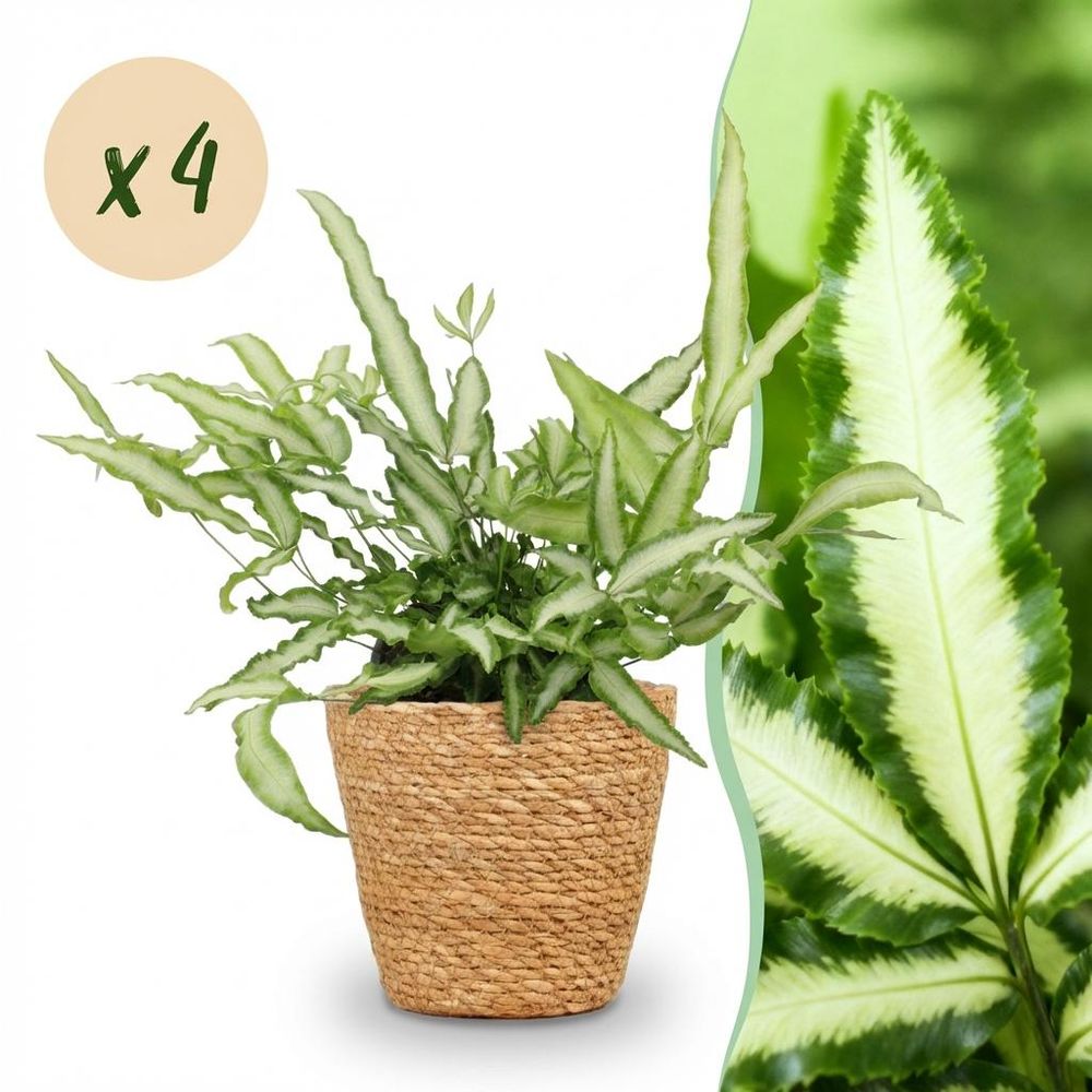 Pteris cretica albolineata - pet-friendly - plante fougère - pot de 12cm - hauteur 20-30cm - plantes d'intérieur