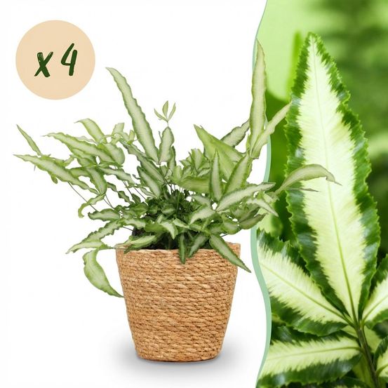 Pteris cretica albolineata - pet-friendly - plante fougère - pot de 12cm - hauteur 20-30cm - plantes d'intérieur