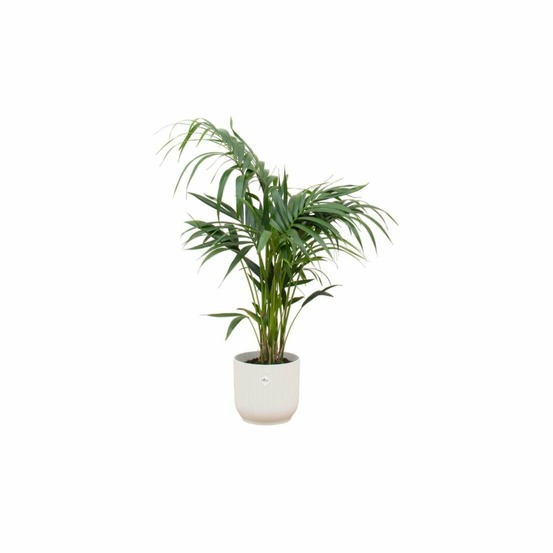 Palmier kentia 130cm et son pot blanc - hauteur 130cm