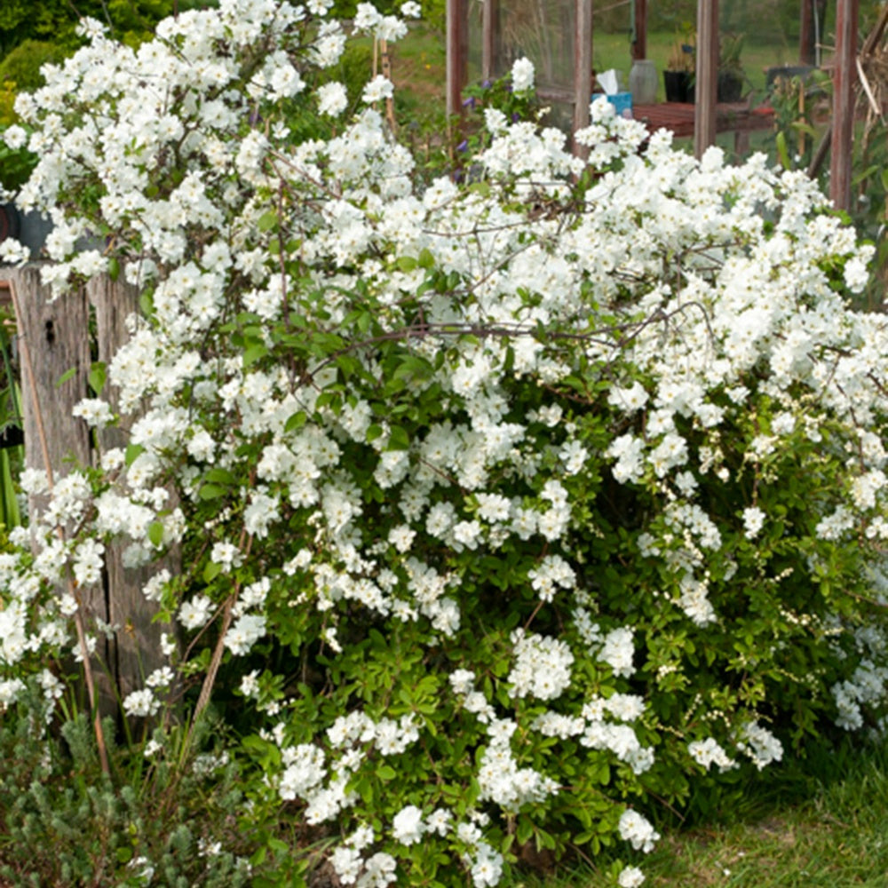 Exochorda macrantha the bride - le pot / 2l / hauteur livrée 40-50cm