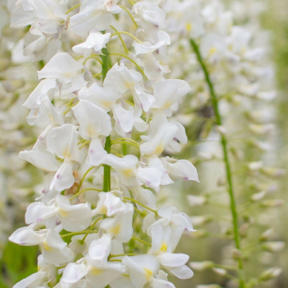 Glycine du japon snow showers pot de 3l - echelle bambou 60/120 cm