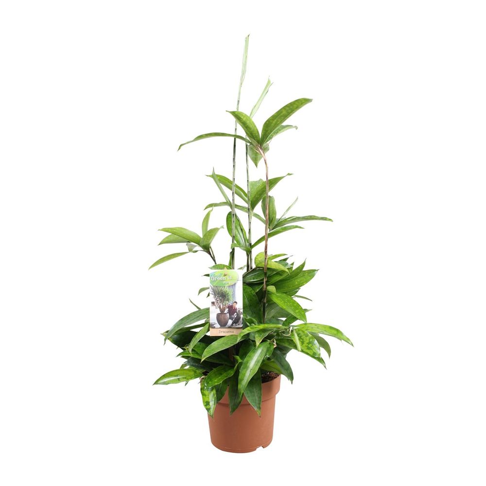 Dracaena surculosa - ø17cm - ↕55cm - plantes d'intérieur