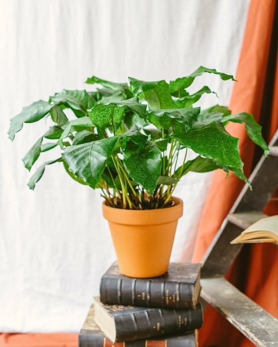 Calathea musaica 30cm - plante d'intérieur