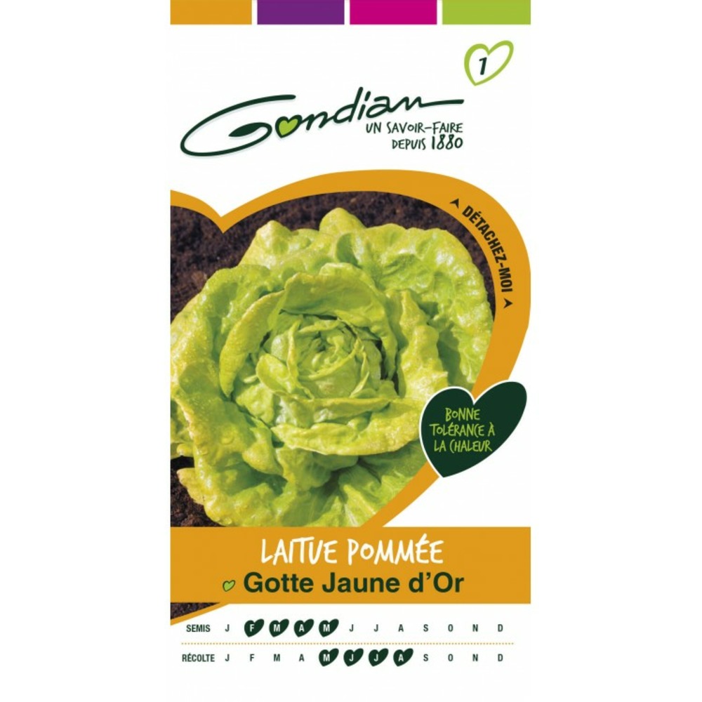 Laitue pommée gotte jaune d'or